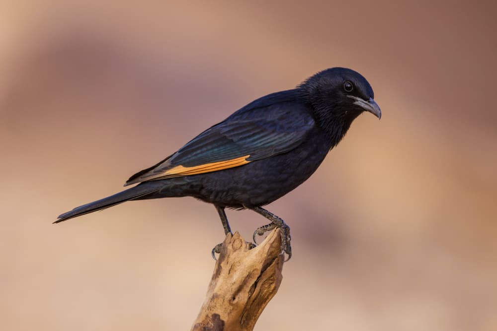Orange-Winged Starling by David Manusevich — canvas wall art