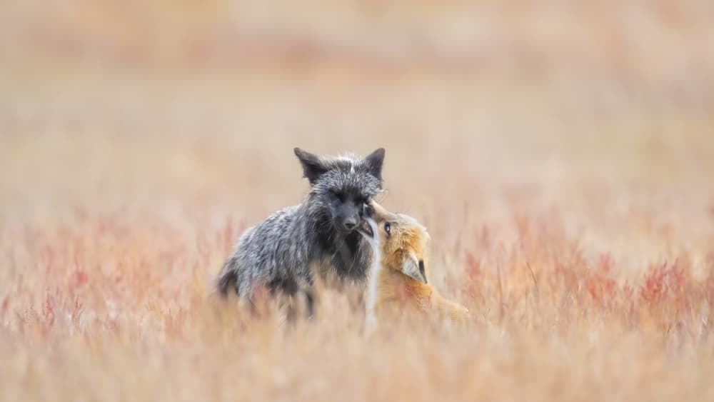 Silver Fox and Kit by Phillip Chang — canvas wall art