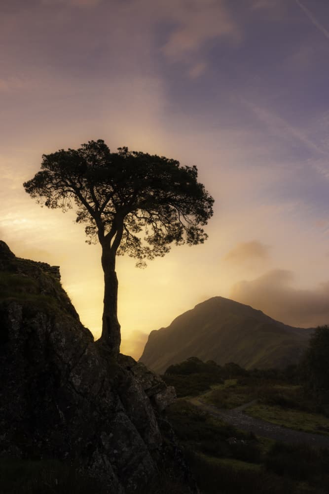 Lone Tree Sunset by Kutub Uddin — canvas wall art
