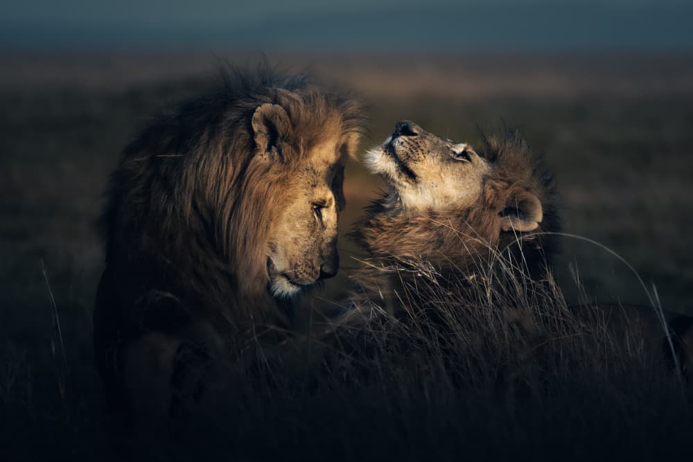 Lions Quiet Connection by Ahmed Sobhi — canvas wall art
