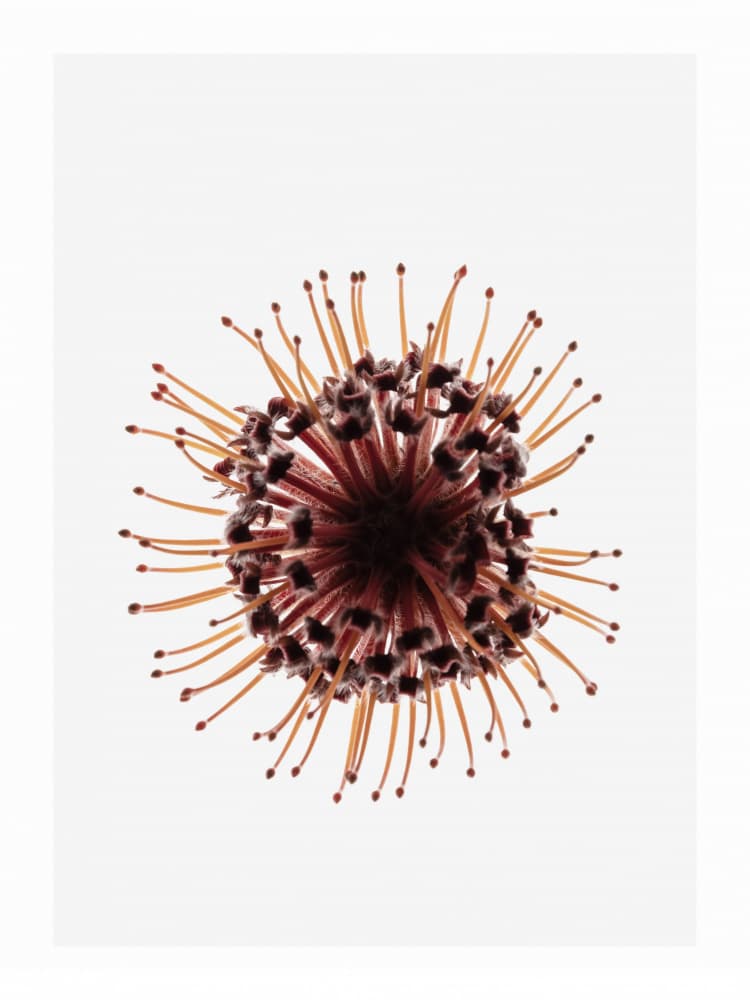 Untitled by Shot by Clint — canvas wall art
