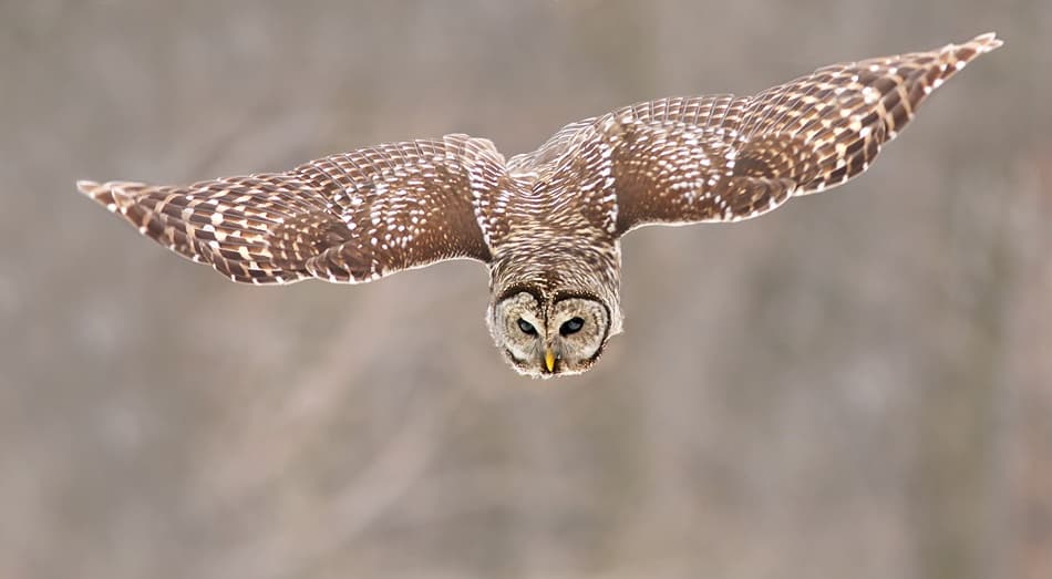 Flying Barred Owl by Mircea Costina — canvas wall art