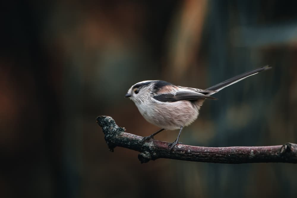 Long-tailed Tit Perched by Gert J ter Horst — canvas wall art
