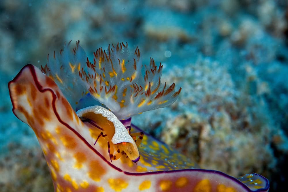 Emperor Shrimp on Nudibranch by Ilan Ben Tov — canvas wall art