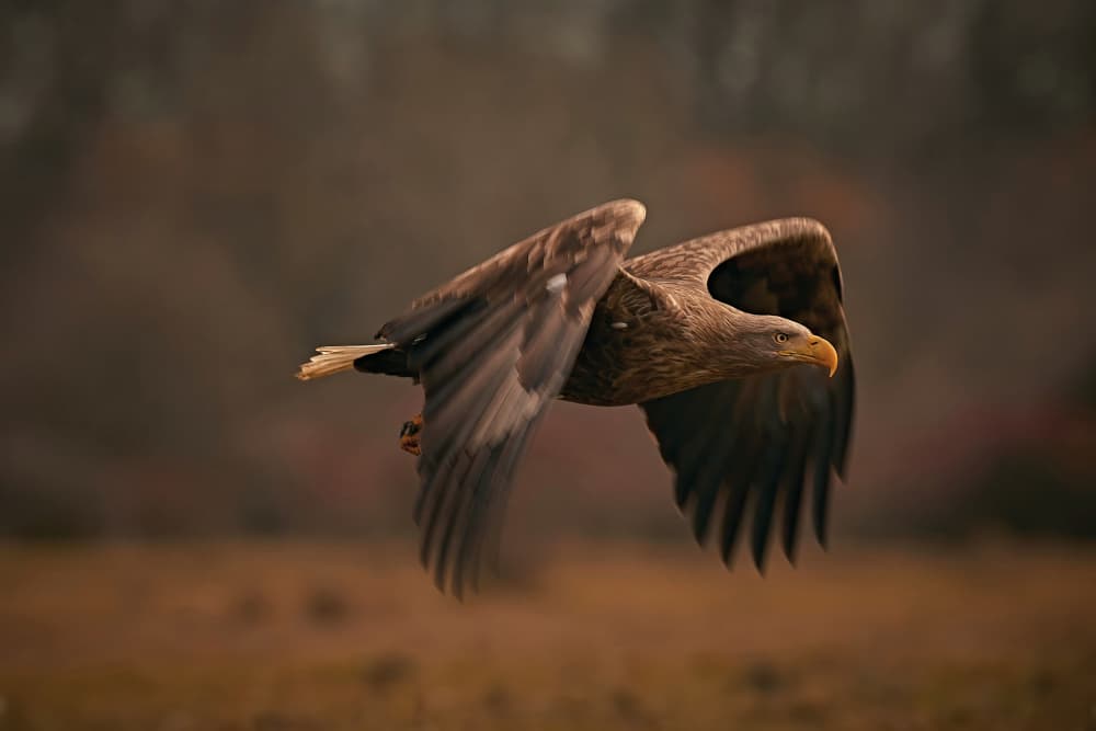 Wild Eagle in Flight by Stuart Williams — canvas wall art