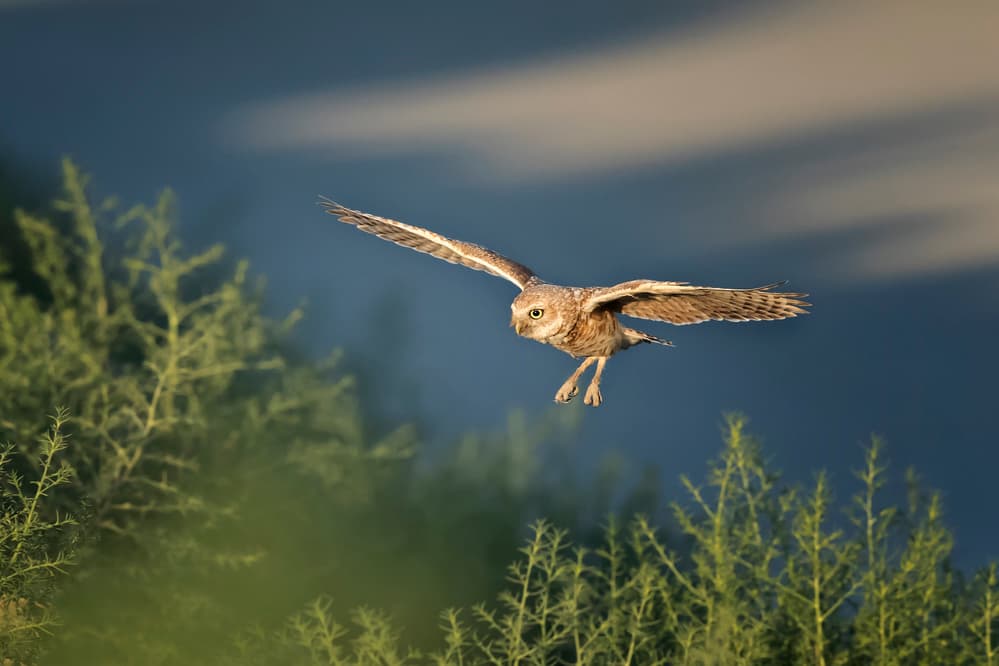 Burrowing Owl in Flight by Phillip Chang — canvas wall art
