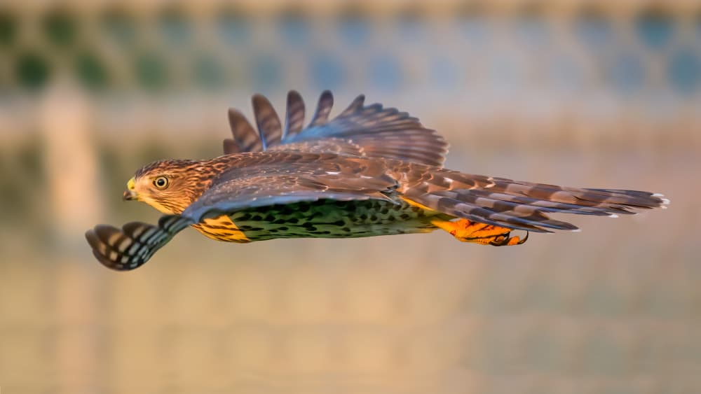 Majestic Hawk Flight by Moses Wang — canvas wall art