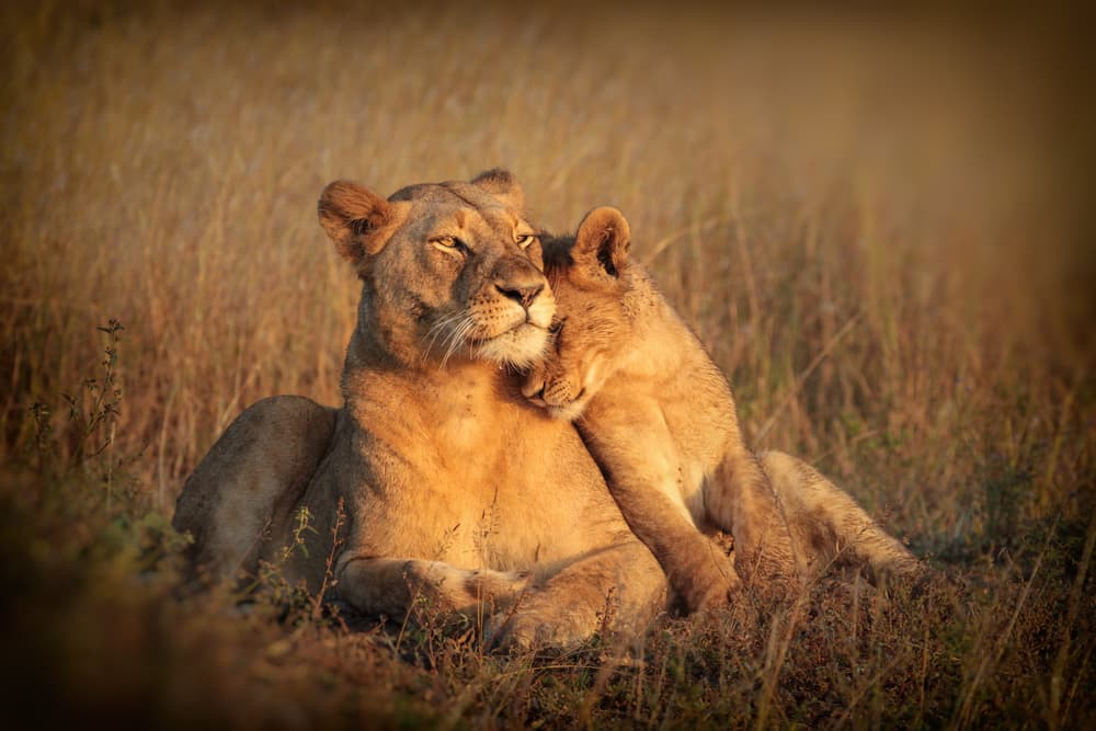 Lioness and Cub by Jaco Marx — canvas wall art