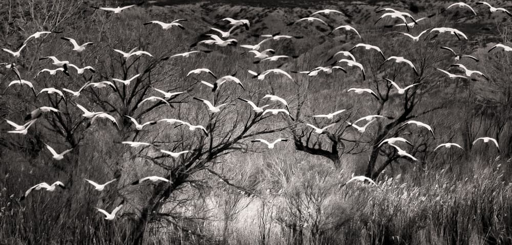 Wings in Winter by John Fan — canvas wall art