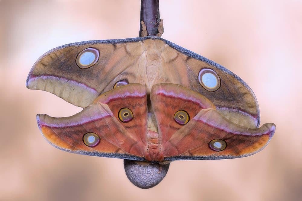 Vibrant Moth Wings by Jimmy Hoffman — canvas wall art