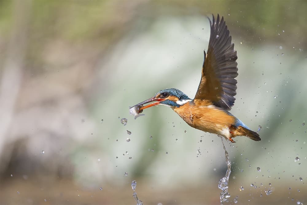 Kingfisher Catches Fish by Marco Redaelli — canvas wall art