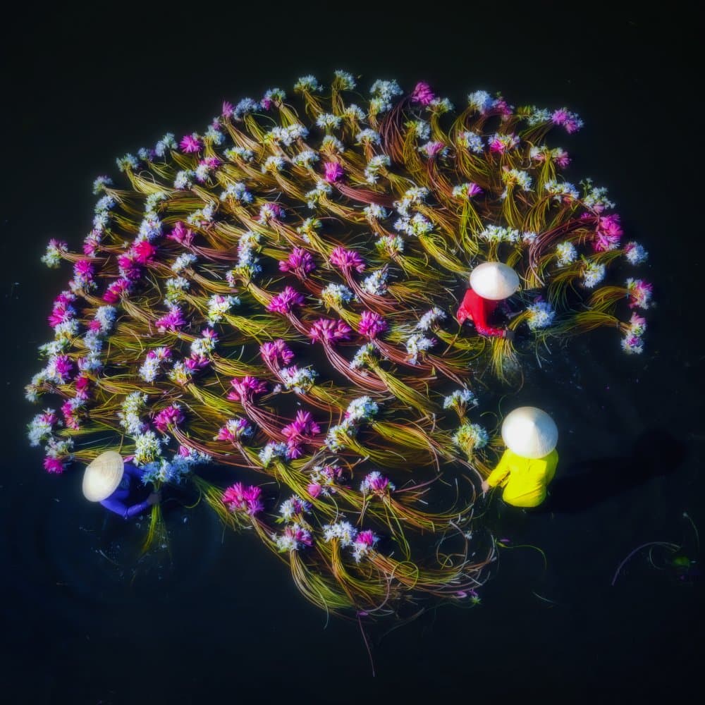 Floating Flower Harvest by Nguyen Tan Tuan — canvas wall art