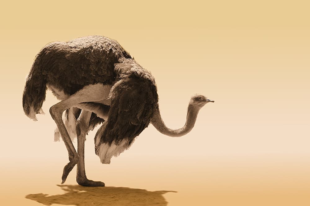 Graceful Ostrich Walk by Jimmy Hoffman — canvas wall art