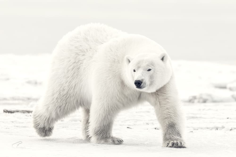Arctic Polar Bear by Eiji Itoyama — canvas wall art