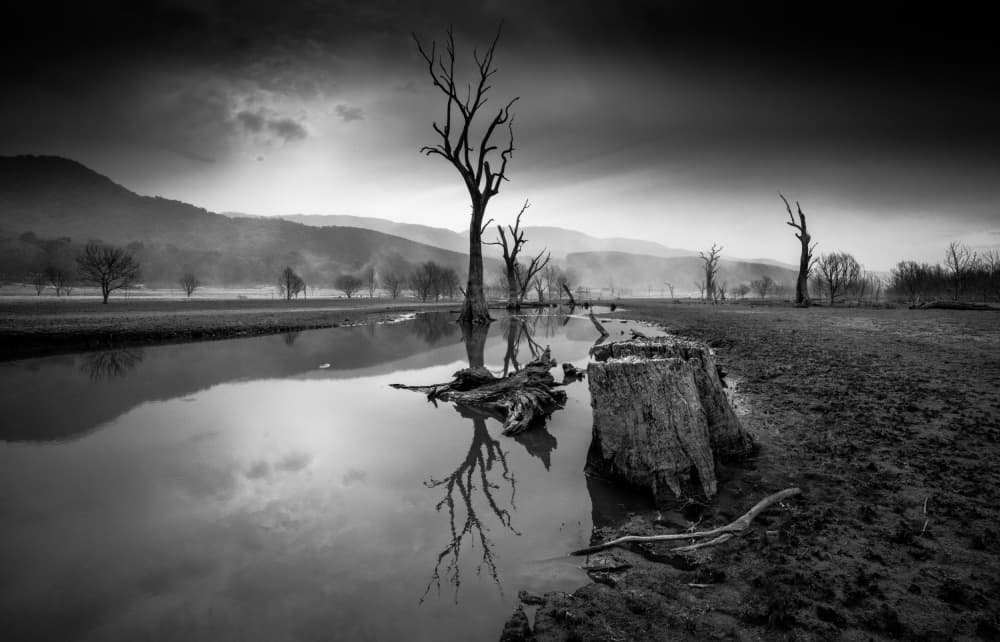 Desolate Tree Reflections by Allan Li wp — canvas wall art