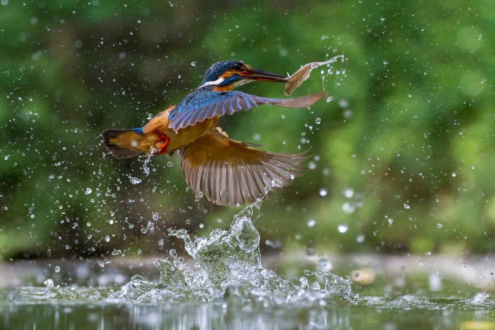 Vibrant Kingfisher Catch by Marco Redaelli — canvas wall art