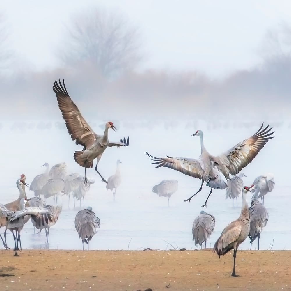 Misty Cranes In Flight by Jun Zuo — canvas wall art