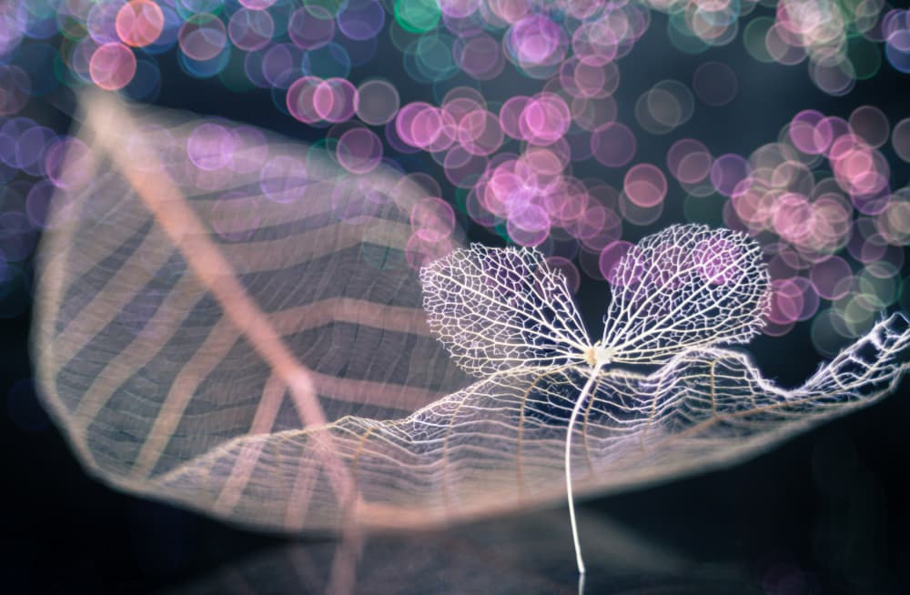 Ethereal Skeleton Leaves by Shihya Kowatari — canvas wall art