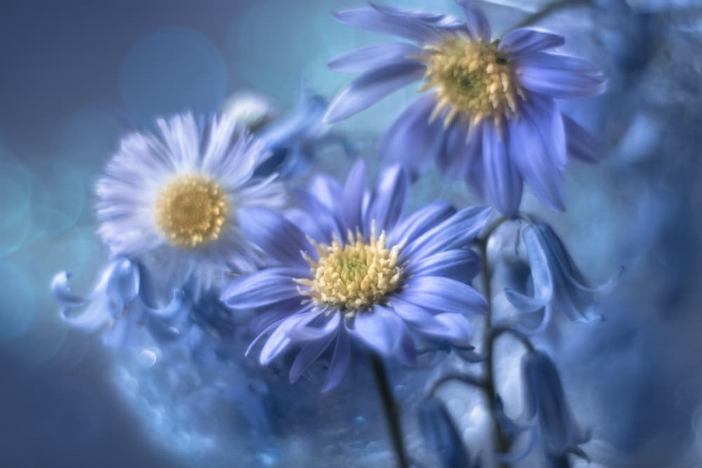 Dreamy Blue Flowers by Shihya Kowatari — canvas wall art
