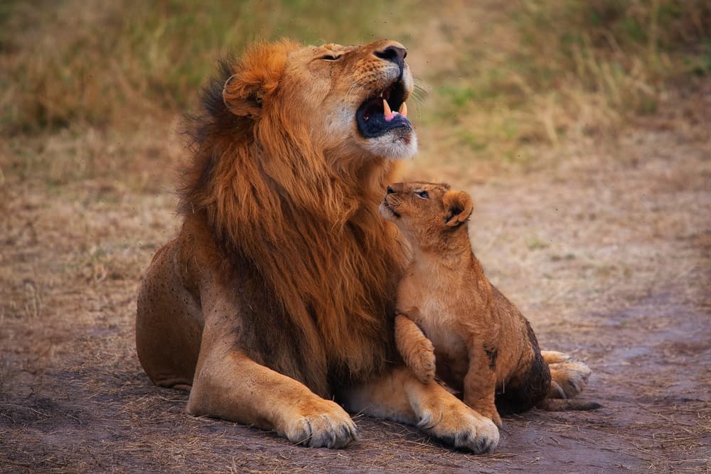 Lion and Curious Cub by Mohammed Alnaser — canvas wall art