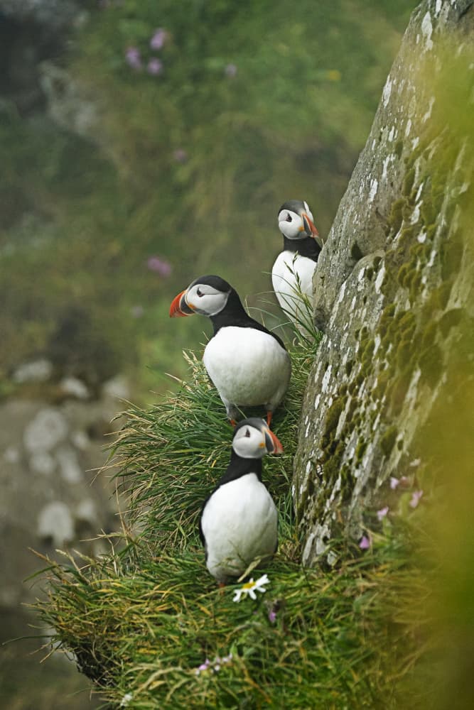 Atlantic Puffins on Cliff by Greetje van Son — canvas wall art