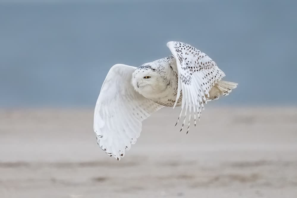 Snowy owl at beach by Siyu_Wei APA — canvas wall art