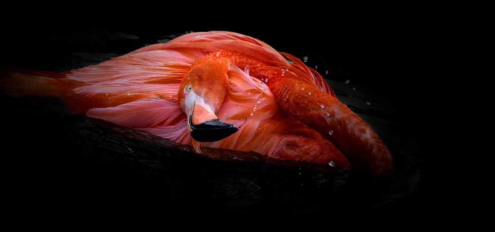 Vibrant Flamingo Portrait by Jealousy — canvas wall art