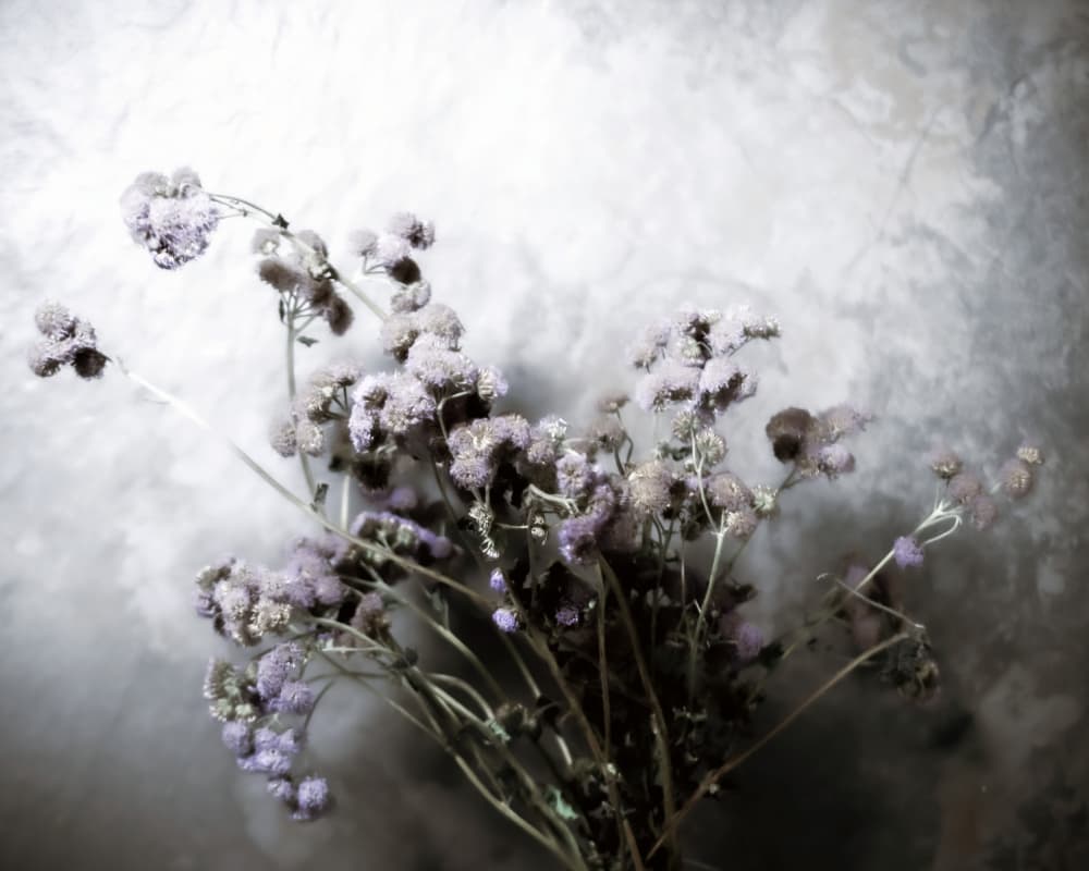 Dreamy Dried Lilacs by Michele Frechette — canvas wall art