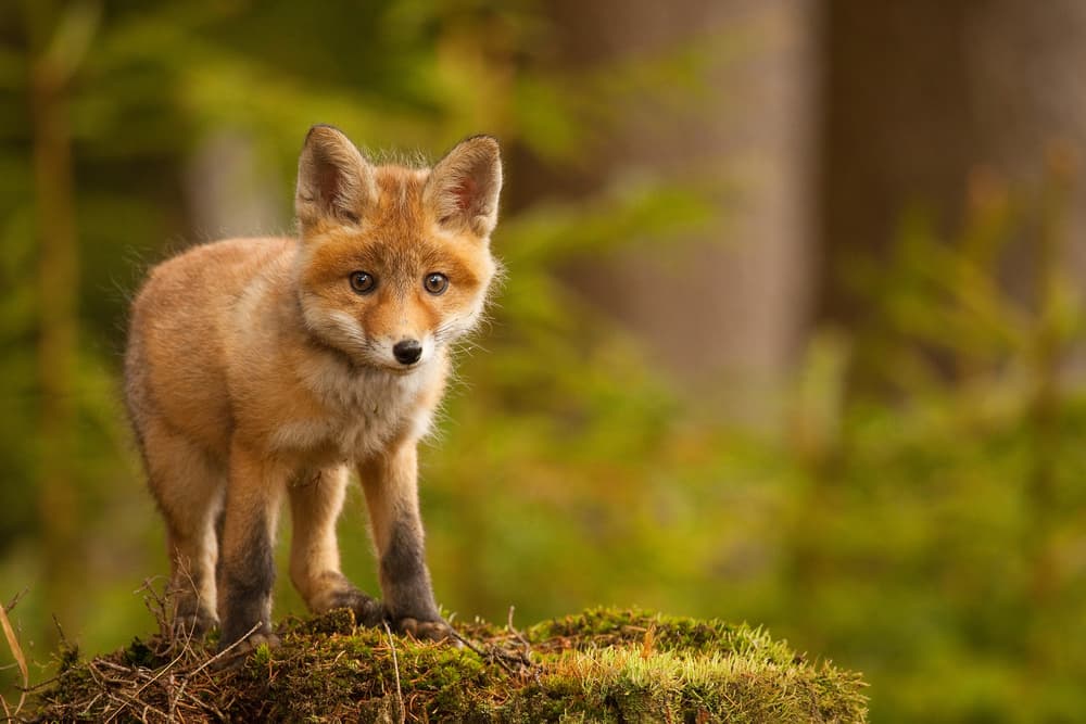 Curious Fox Cub by Robert Adamec — canvas wall art
