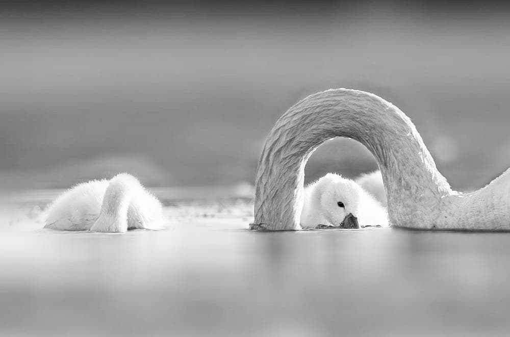 Peaceful Swan Nurturing by Jennifer Lu — canvas wall art