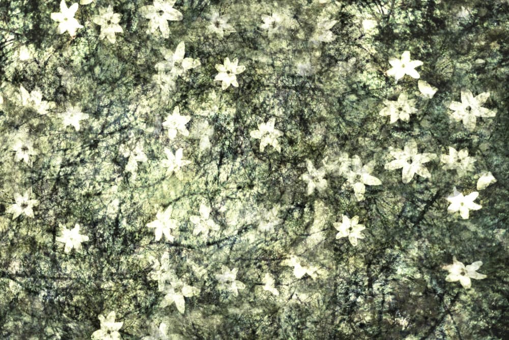 Delicate Garden Blooms by Christina Sillen — canvas wall art