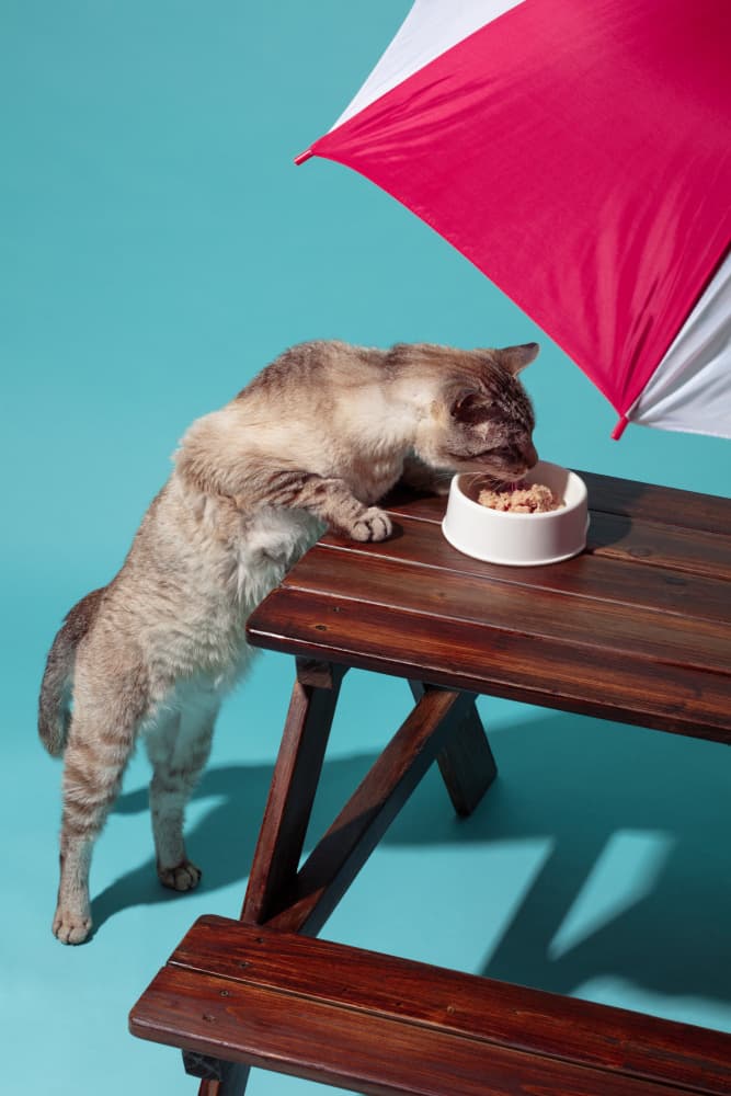 Cat's Outdoor Lunch by Julia Ramiro — canvas wall art