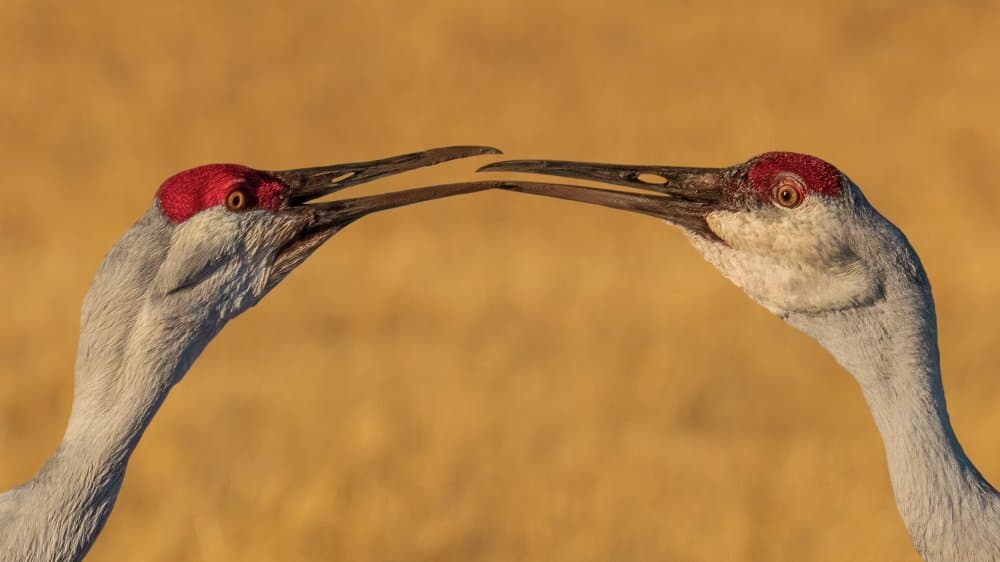 Gentle Crane Kiss by Hanping Xiao — canvas wall art