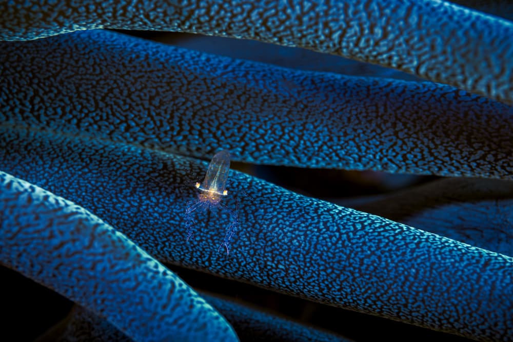Tiny Underwater Glow by Barathieu Gabriel — canvas wall art
