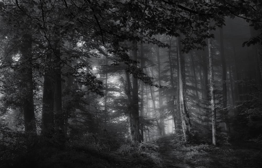 Misty Forest Path by Norbert Maier — canvas wall art