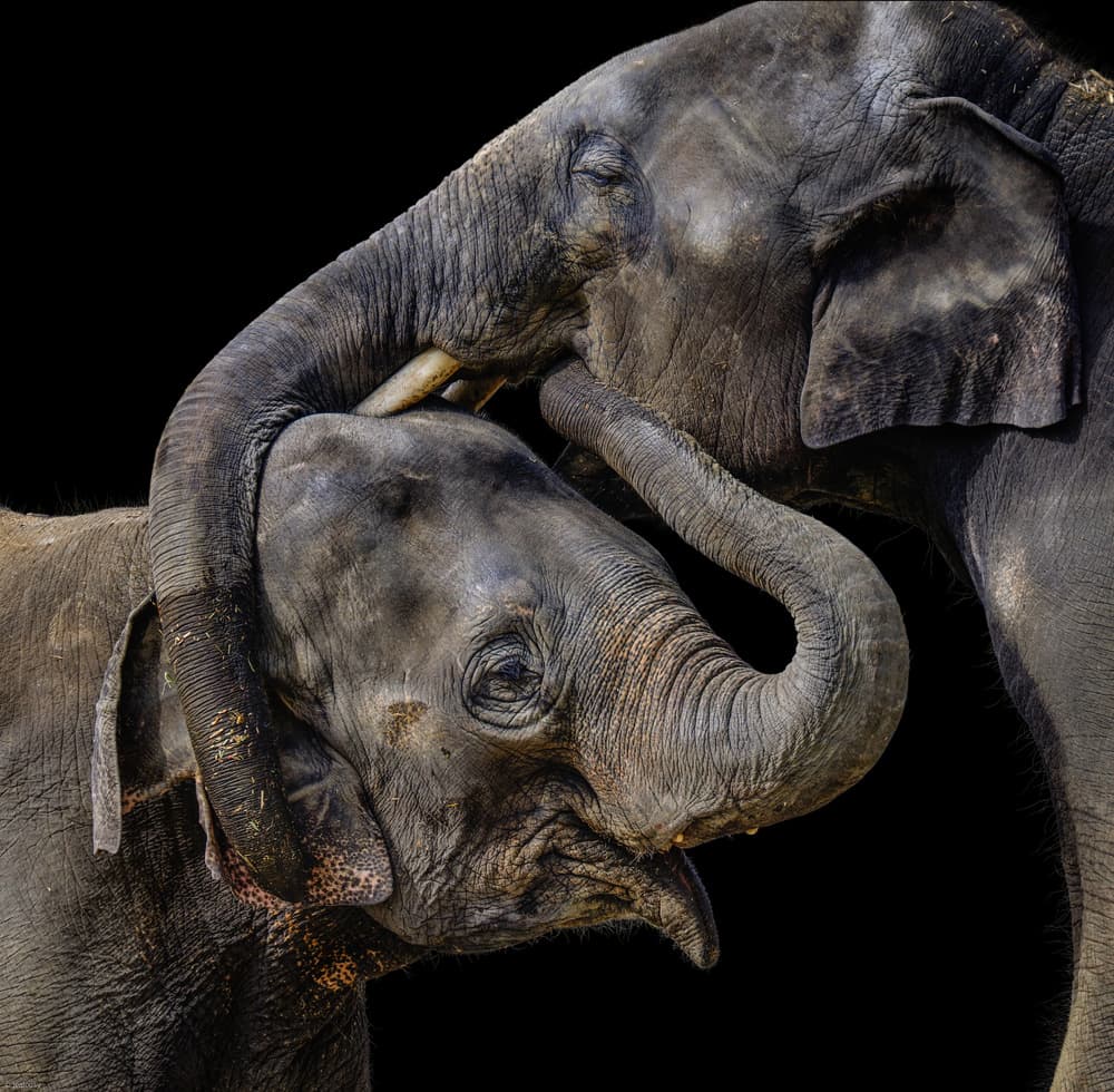 Tender Elephant Love by Jealousy — canvas wall art