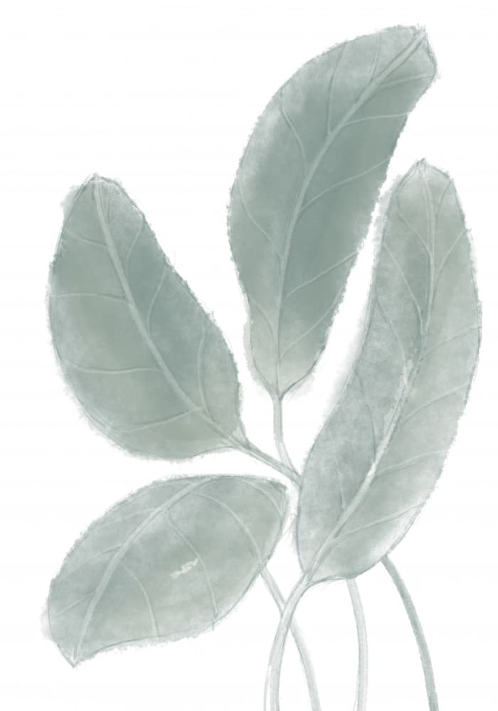 Soft Sage Leaves by Pictufy Studio II — canvas wall art