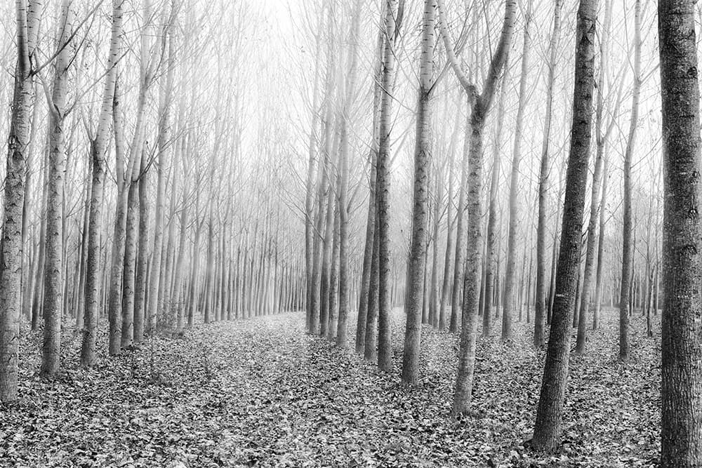 Misty Winter Forest Path by George Digalakis — canvas wall art