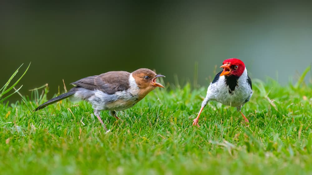 Cardinal Confrontation by Jacob (Jian) Xu — canvas wall art
