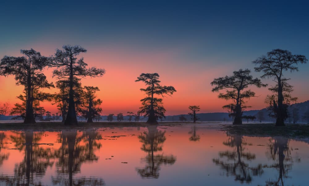 Cypress Reflections at Dawn by Ruiqing P. — canvas wall art