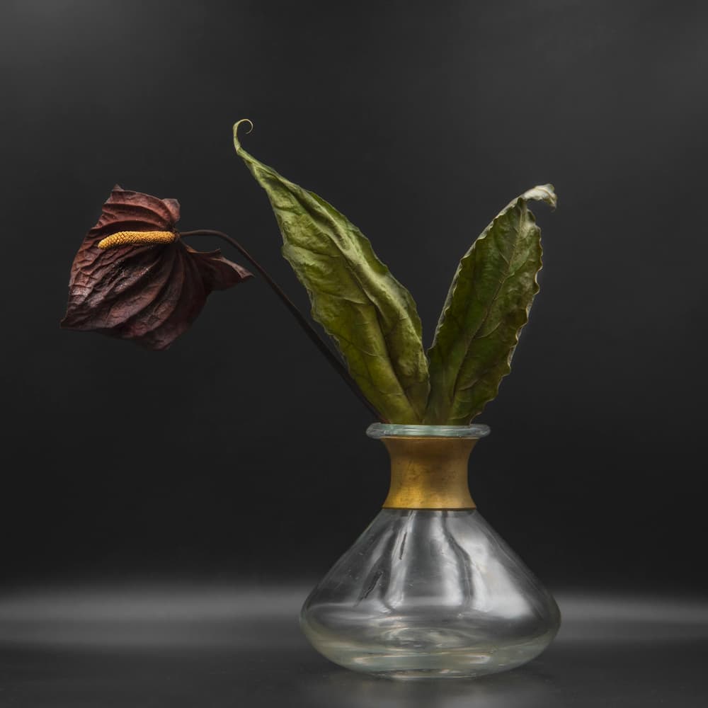 Dark Anthurium In Glass by Nikki Georgieva V E G A N I K — canvas wall art