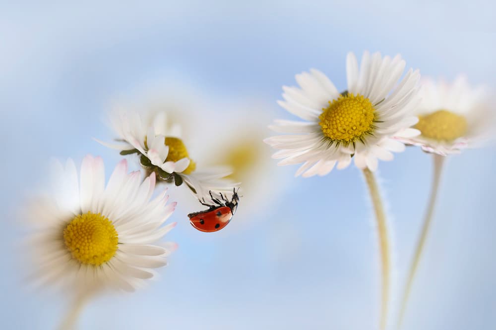 Ladybug on Delicate Daisies by Ellen van Deelen — canvas wall art