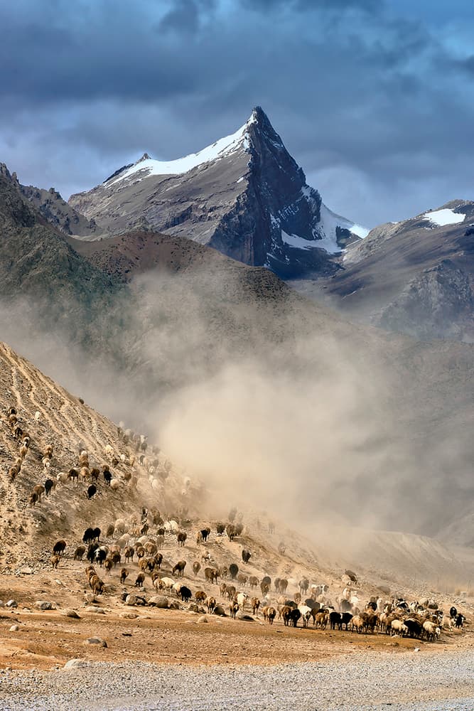 Dusty Mountain Sheep Herd by Hua Zhu — canvas wall art