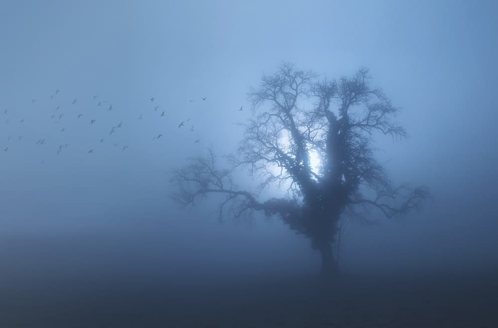 Misty Solitary Tree by Uschi Hermann — canvas wall art
