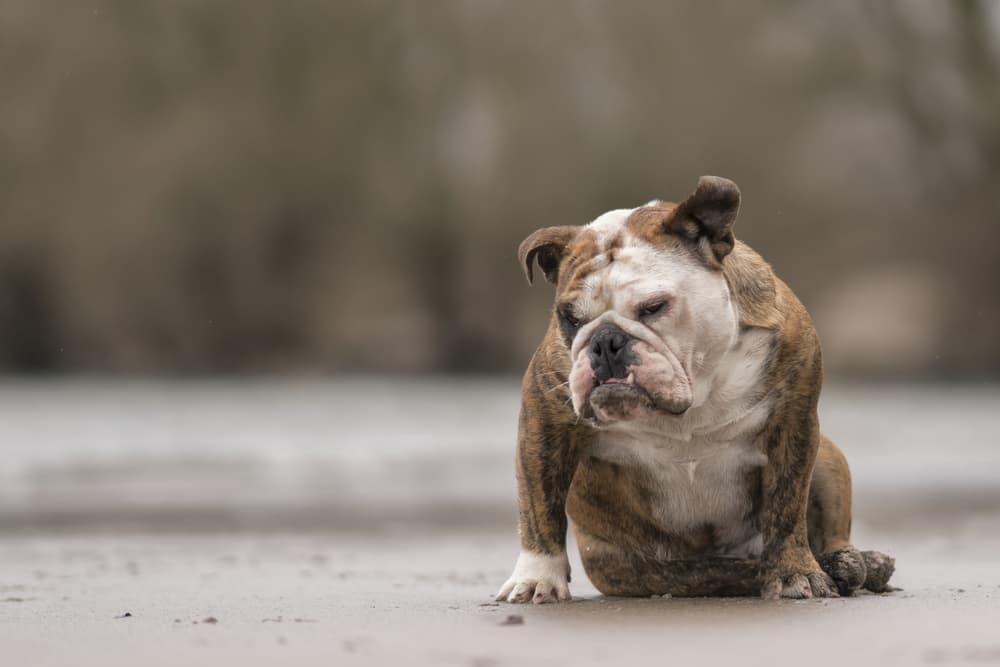Sleepy Bulldog Outdoors by Gert van den Bosch — canvas wall art