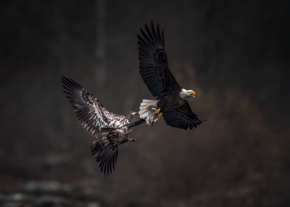 Eagles In Dramatic Flight by Hanping Xiao — canvas wall art