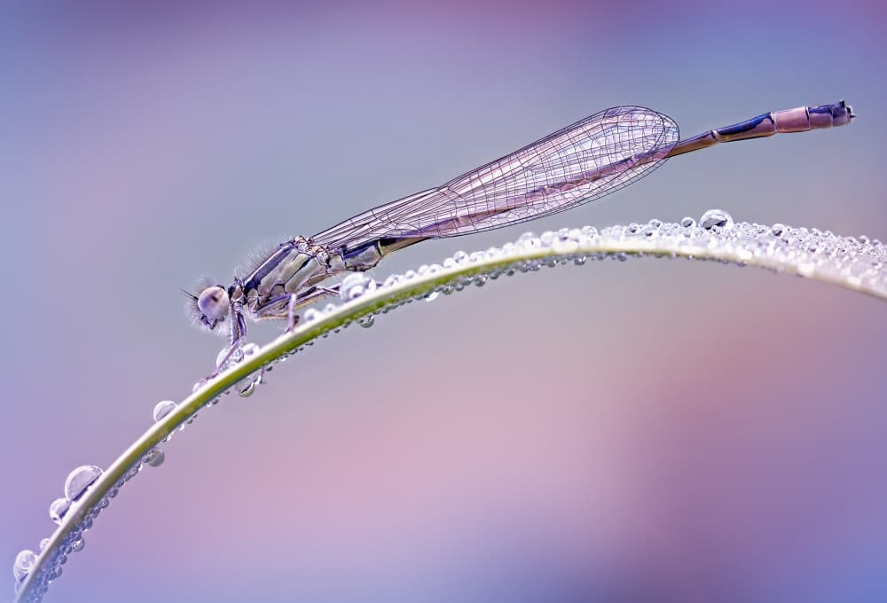 Dewy Damselfly Grace by Fabrizio Daminelli — canvas wall art