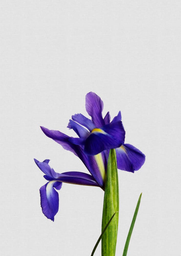 Purple Iris Bloom by Orara Studio — canvas wall art