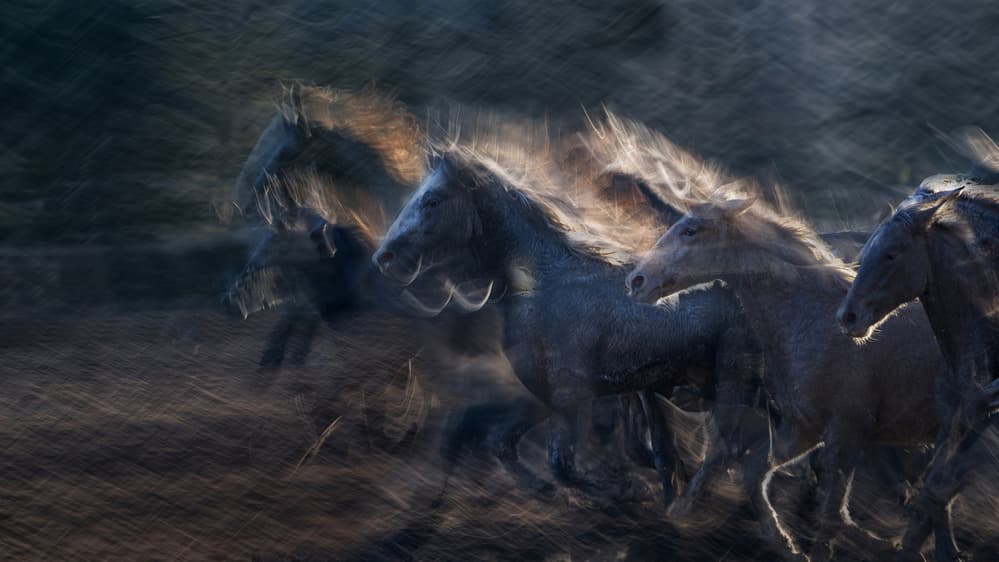 Dynamic Running Horses by Milan Malovrh — canvas wall art