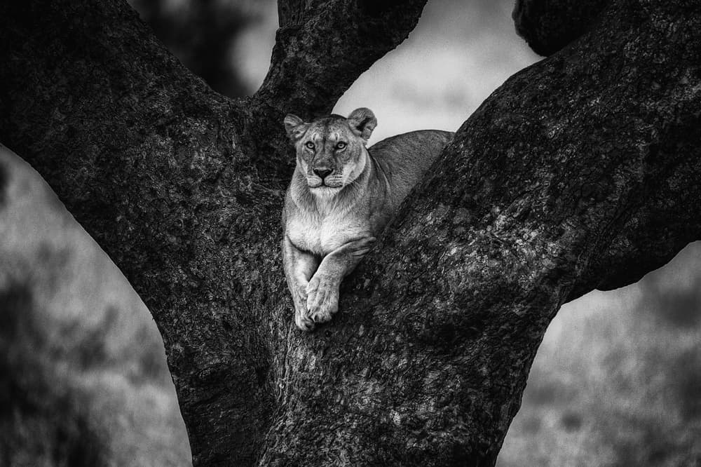 Majestic Lioness Perched by Mohammed Alnaser — canvas wall art